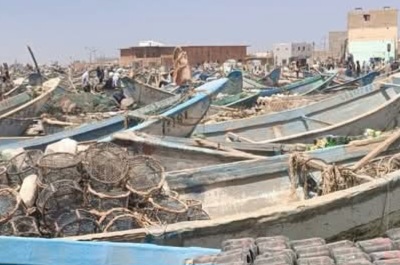 موسم الأخطبوط يتسبب في رفع أسعار الزوارق